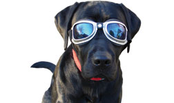 Hundebrille Cool I graue Gläser, Fassung schwarz 